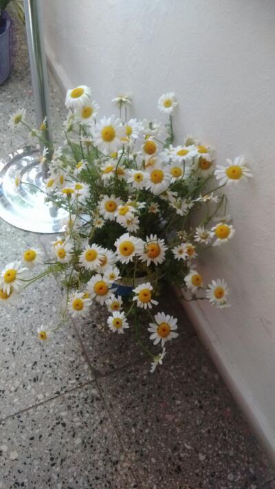 Hatice Aslan