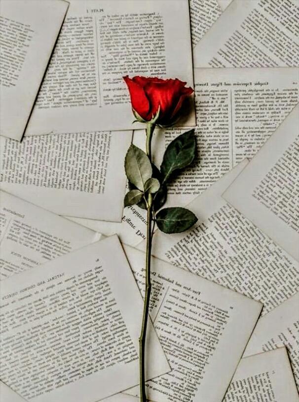 Şeyma Darı 🌹